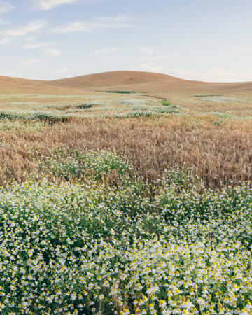 Hvedemark om sommeren med blomstrende tusindfryd